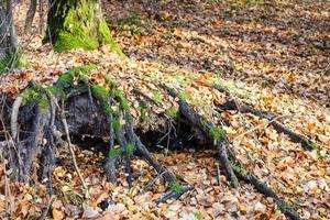 racines d'arbres couvertes de litière lef dans un parc urbain photo