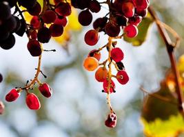 grappe de raisins rouges séchés photo