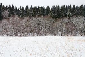 forêt d'épinettes de marge en hiver photo