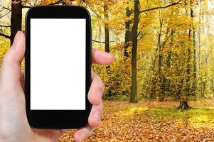 smartphone et rayons de soleil dans la forêt d'automne photo