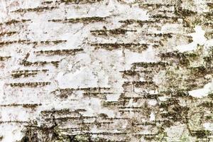 écorce texturée blanche sur le tronc du bouleau photo