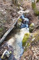 ruisseau dans la forêt de montagne au printemps photo