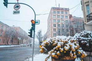 neige sur les fleurs dans le pot, pots de fleurs dans les rues photo