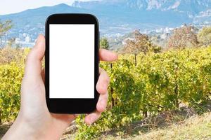 photo d'un vignoble dans la région de massandra en crimée