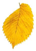 Feuille d'automne jaune d'orme isolé sur blanc photo