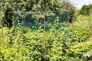 jardin vert à l'arrière de la maison de village photo