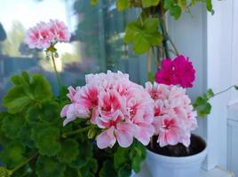 pélargoniums roses en pot photo