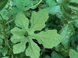 une feuille de courge amère verte sous la forme de cinq brins photo