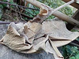 feuilles de bananier séchées tombent de l'arbre photo