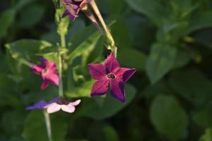 fleurs colorées de tabac parfumé nicotiana alata dans le jardin en été. belles fleurs de tabac le soir. photo