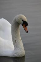 un cygne blanc le soir photo