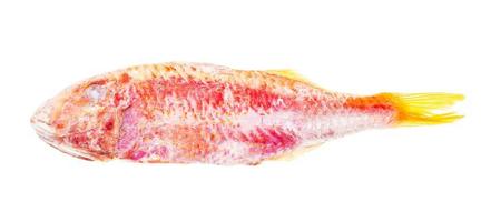 poisson rouget surgelé isolé sur blanc photo