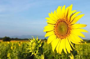 gros plan tournesol en fleurs photo