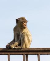 singe dans la cage photo