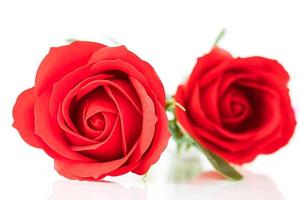 fausses roses en plastique rouge sur blanc photo