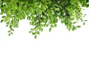 branches et feuilles de ficus benjamina isolées avec des chemins de détourage. photo