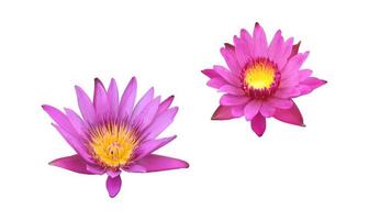 lotus rose isolé ou fleur de nénuphar avec des chemins de détourage photo