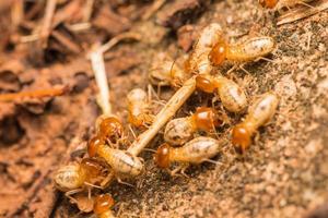 les termites aident à décharger les copeaux de bois. photo