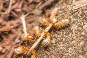 les termites aident à décharger les copeaux de bois. photo