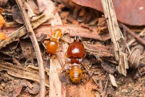 les termites aident à décharger les copeaux de bois. photo