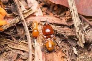 les termites aident à décharger les copeaux de bois. photo