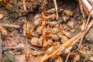 les termites aident à décharger les copeaux de bois. photo