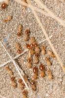 les termites aident à décharger les copeaux de bois. photo