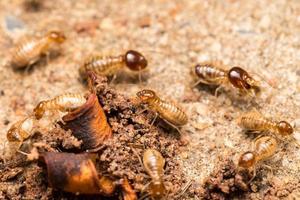 les termites aident à décharger les copeaux de bois. photo