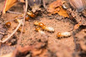 les termites aident à décharger les copeaux de bois. photo