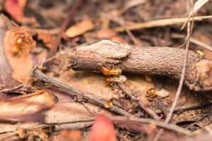 les termites aident à décharger les copeaux de bois. photo