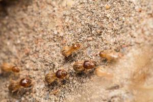 les termites aident à décharger les copeaux de bois. photo