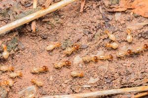 les termites aident à décharger les copeaux de bois. photo