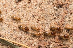 les termites aident à décharger les copeaux de bois. photo