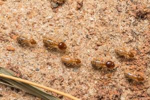 les termites aident à décharger les copeaux de bois. photo