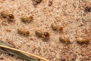 les termites aident à décharger les copeaux de bois. photo