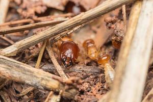 les termites aident à décharger les copeaux de bois. photo