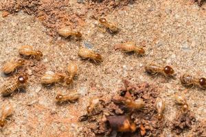 les termites aident à décharger les copeaux de bois. photo