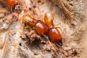 les termites aident à décharger les copeaux de bois. photo