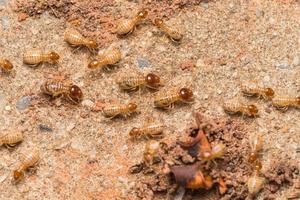 les termites aident à décharger les copeaux de bois. photo