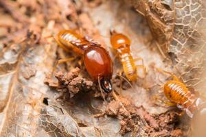 les termites aident à décharger les copeaux de bois. photo