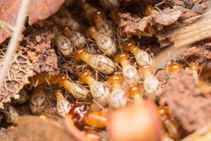 les termites aident à décharger les copeaux de bois. photo