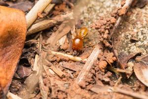 les termites aident à décharger les copeaux de bois. photo