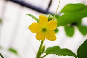 fleur de melon de couleur jaune avec des feuilles vertes dans un jardin de plantes biologiques photo