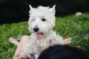 petit chien avec une fille photo