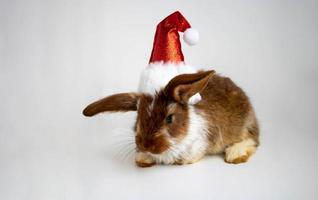 un drôle de petit lapin brun dans un chapeau de noël rouge photo