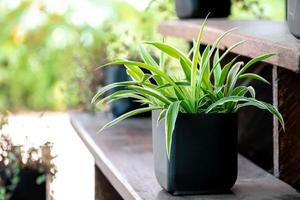 chlorophytum en pot de fleurs blanc sur fond de bois. plantes ornementales en pot variegatum, comosum. plante araignée photo