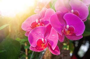 belle fleur d'orchidée phalaenopsis pourpre dans le jardin d'orchidées en hiver. fleur d'orchidée pour la beauté de la carte postale et la conception de l'agriculture. en pleine floraison dans la ferme, sur fond vert nature flou,