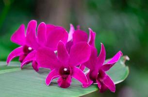 fleur d'orchidée dans le jardin d'orchidées en hiver ou au printemps. fleur d'orchidée pour la beauté de la carte postale et la conception de l'agriculture. belle fleur d'orchidée dans le jardin, en pleine floraison dans la ferme, sur fond vert nature photo