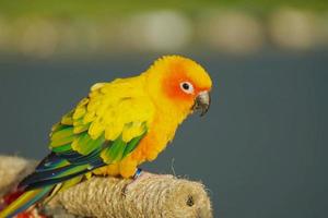 perroquet conure soleil ou oiseau magnifique sur fond nature flou aratinga solstitialis animal exotique adorable photo