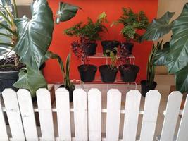 un décor de plante sur pot avec grillage blanc dans une terrasse. cette photo est bonne pour tout ce qui concerne la nature, l'extérieur, la maison, la résidence